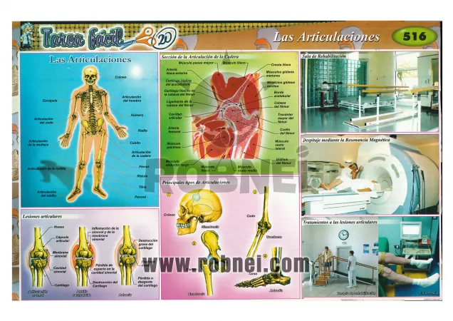 Las Articulaciones